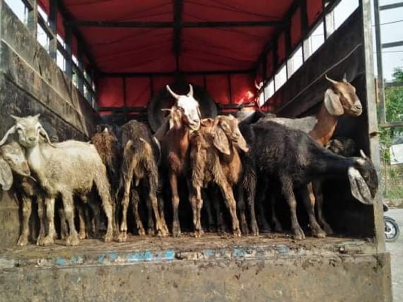 ‘लुते’ बाख्रा नगरपालिकाले फिर्ता गर्यो 